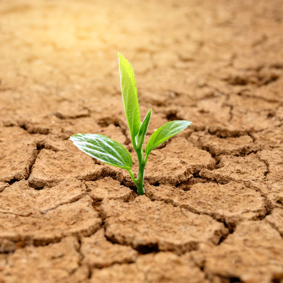 Leading the Way: Thriving in Times of Adversity